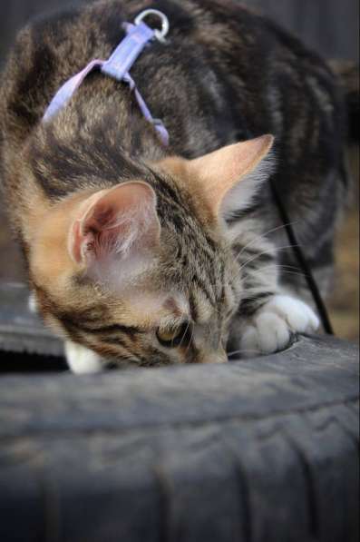 Курильский бобтейл в Москве фото 3