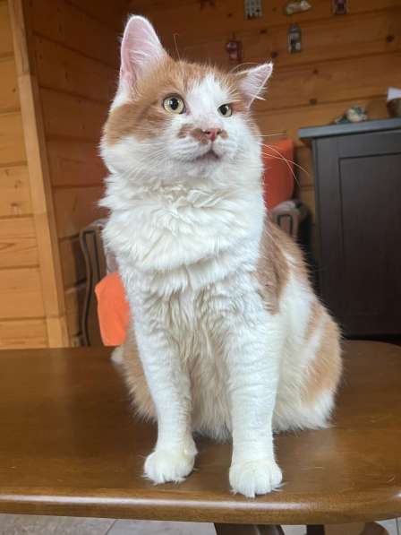 Харизматичный чеширский кот ищет дом в Санкт-Петербурге фото 11