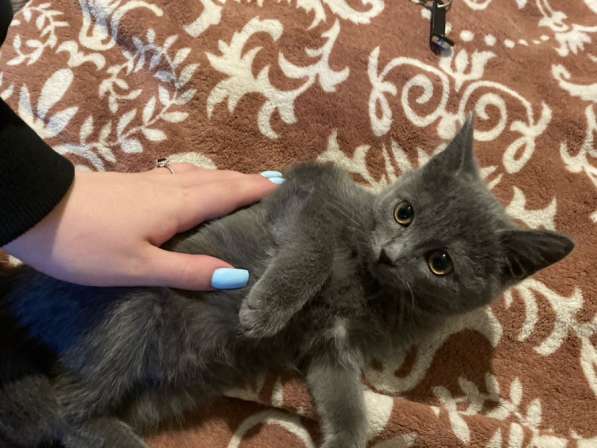 Отдам кошку(девочка) БЕСПЛАТНО в Челябинске