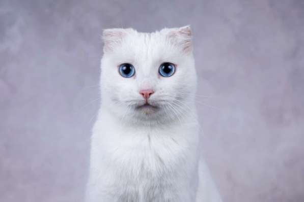 Белая голубоглазая вислоухая кошка Поэзия в дар в Москве фото 3