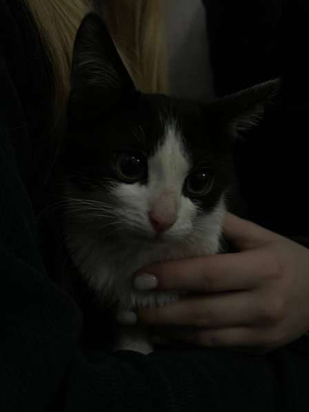 Котенок бесплатно