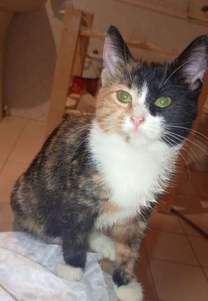 Трехцветный котенок Умка в добрые руки в Москве фото 7