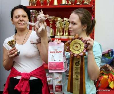 Предлагается к продаже донского сфинкс