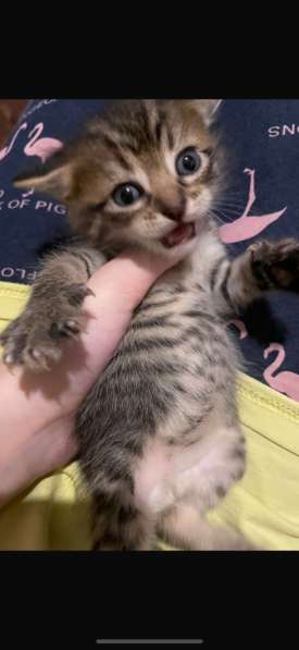 Котенок добрый и милый в Сергиевом Посаде