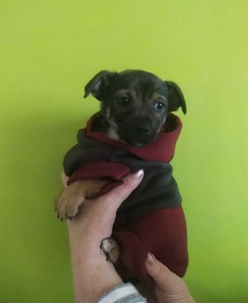 Две маленькие кнопки ищут дом в Санкт-Петербурге фото 10