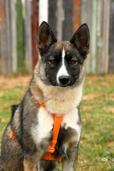 Бэллочка ждёт вас, самых лучших!!! в Москве фото 5