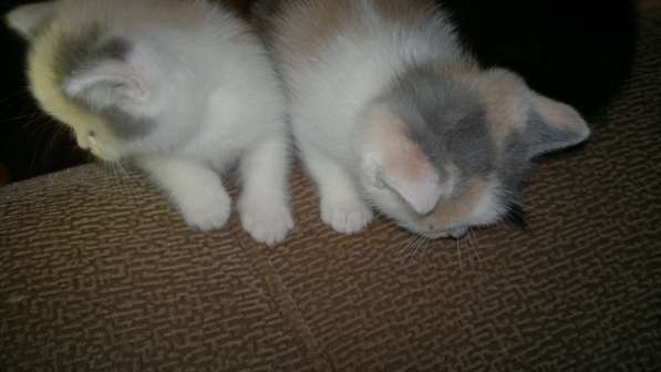 Британские полукровки в Самаре фото 13