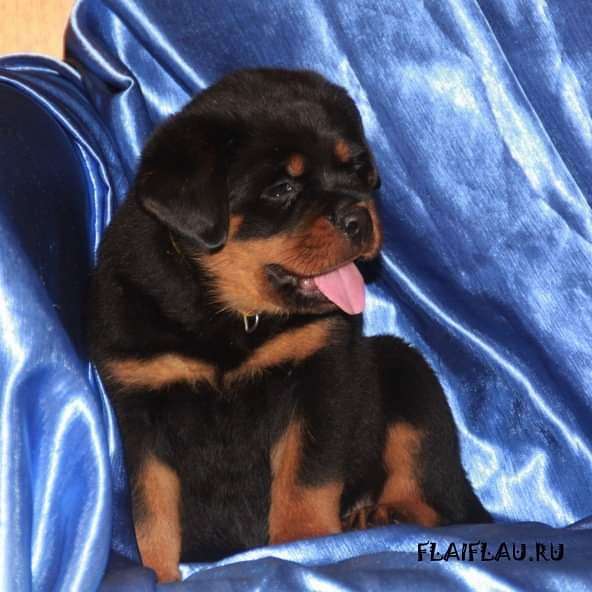 Ротвейлер мальчик топ-класса в Самаре фото 3