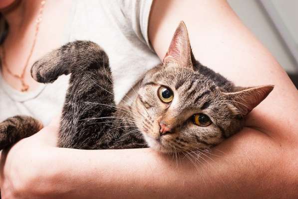 Фелисия – шикарная кошка в поисках дома! в Москве фото 7