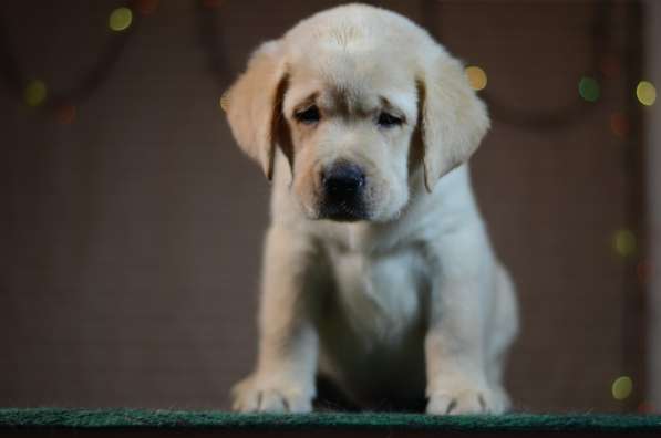 Щенки лабрадора ретривера в фото 9