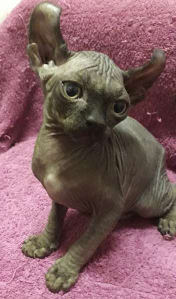 Эльфики котята в Москве фото 5