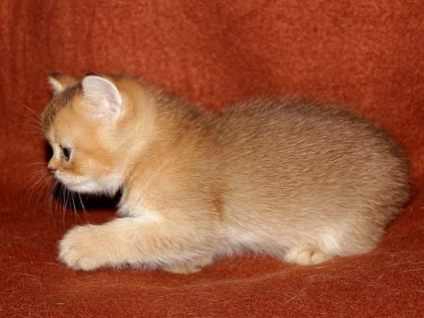 Герман в Санкт-Петербурге фото 3