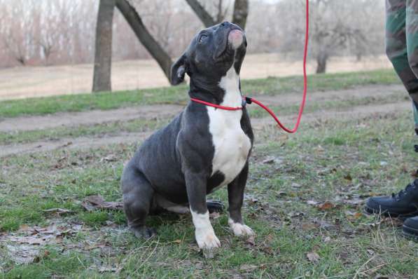 Породные щенки Американ Булли в фото 16