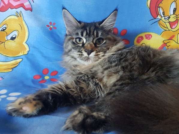 Девочки мейн-кун из питомника в Екатеринбурге фото 16