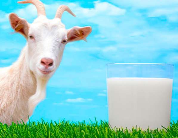 Молоко козы