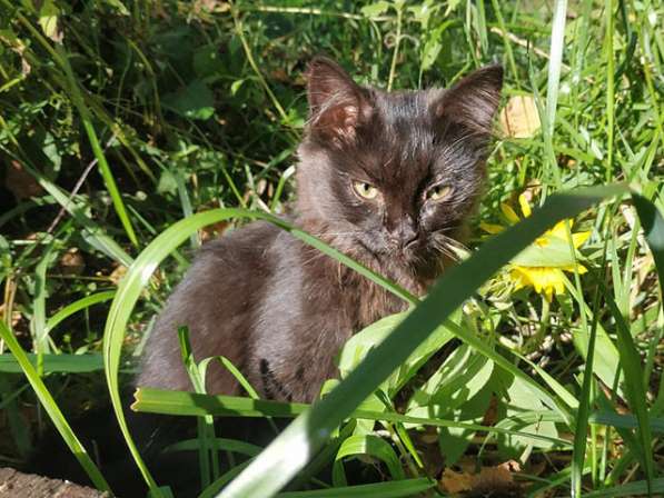 Маленькое чудо Яшенька,милейший черный котенок в добрые руки в Москве фото 5