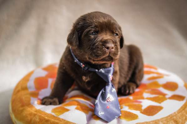 Шоколадный лабрадор в фото 3