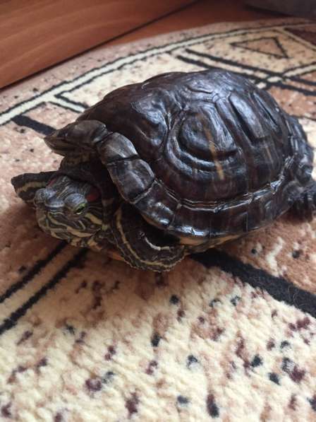 Отдам красноухую черепаху в Шарыпове