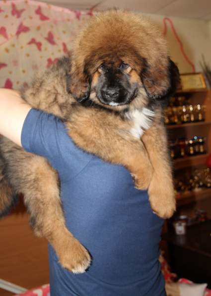 В продаже щенки Тибетского мастифа в Нижнем Новгороде фото 10
