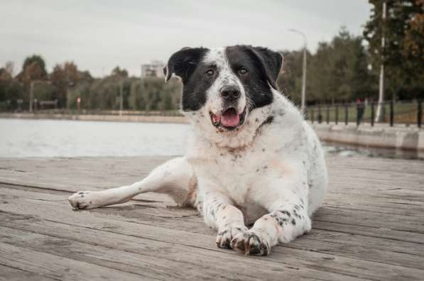 Благородный Герцог ищет семью в Москве фото 38