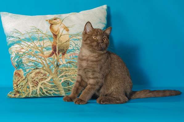 "Сладкий" котик британской короткошерстной в Хабаровске фото 3