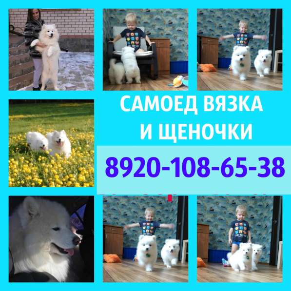 Самоеды вязка и щенки на продажу в Иванове
