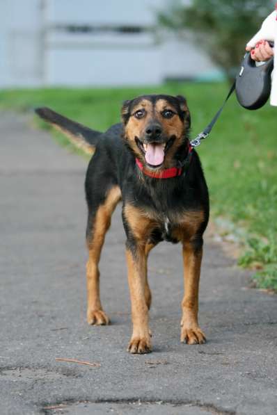 Марфа - семейная собака в добрые руки! в Москве фото 5