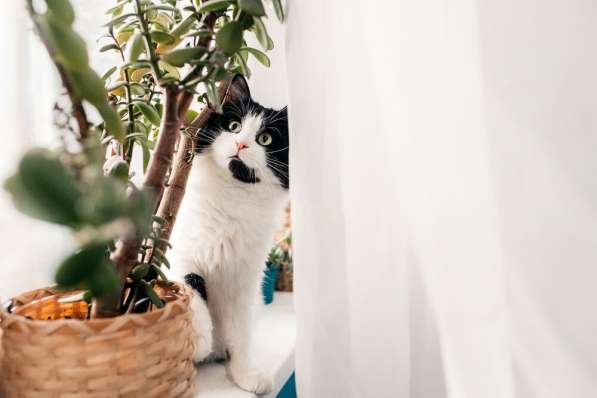 Любопытный котик Бурбон в добрые руки! в Москве фото 6