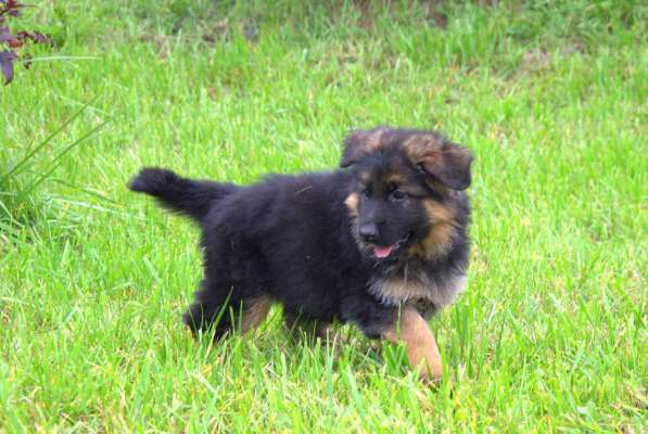 Щенки немецкой овчарки в Твери фото 9