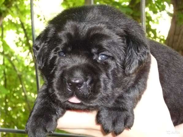 Сладкий шоколад в Саратове фото 7