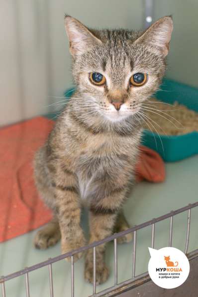 Кошечка Шармель ищет дом в Москве фото 4