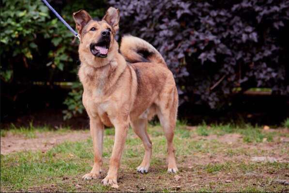 Хороший рыжий пес, лучший друг человека в Санкт-Петербурге фото 29