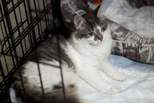 Кошечка Кристл в Москве