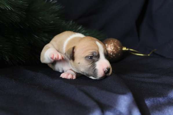 Щенки АСТ (документы РКФ) в Краснодаре фото 24