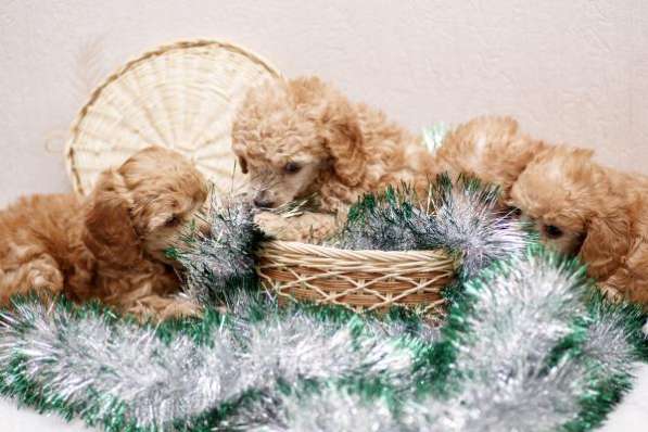 Щенки карликового пуделя в Санкт-Петербурге фото 4