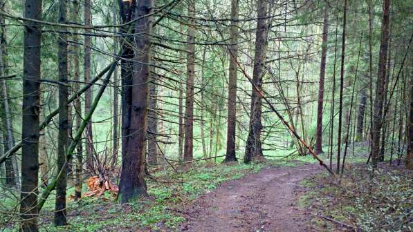 Участок 22 сотки, ИЖС, коммуникации, со своим еловым лесом в Смоленске фото 14
