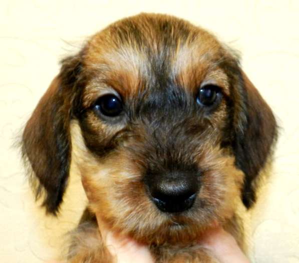 Жесткошерстная такса в Москве фото 3