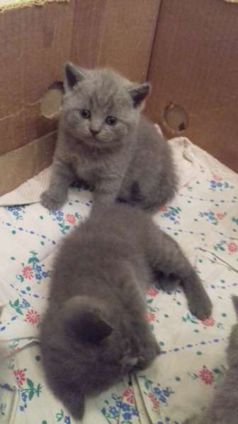 Британские комочки в Калининграде фото 9