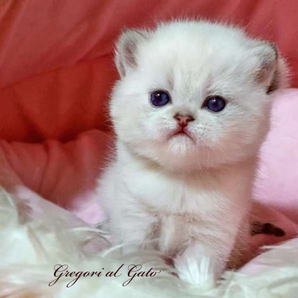 Эксклюзивная британская шиншилла фиалковые глазки в Москве фото 4