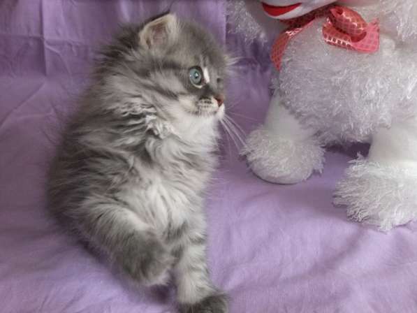 Шотландская вислоухая