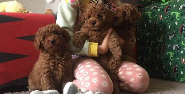 Poodle. Red boy's and girl's в фото 10