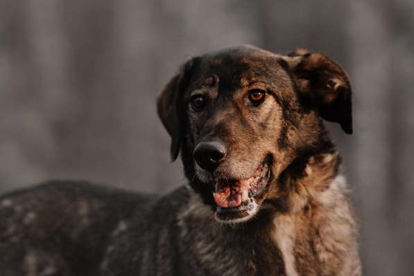 Надёжный Друг Курт ищет семью в Москве фото 45