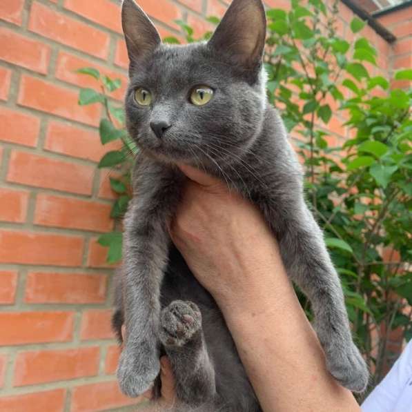 Русская голубая кошечка Клеопатра в дар в Москве фото 3