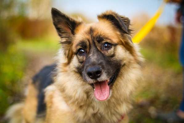 Веселушка Лизка в Москве фото 5