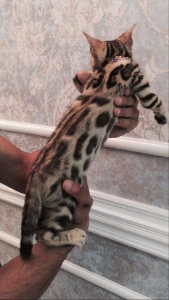 Бенгальские котята