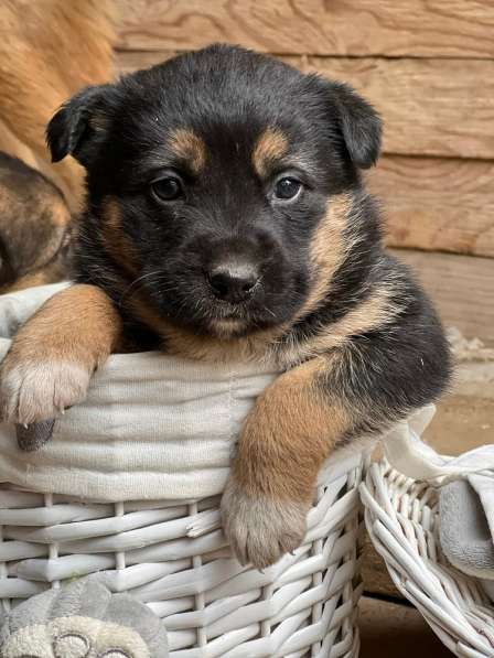 Прекрасная Алиса ищет дом! в Москве фото 14