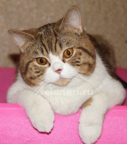 Коты и кошки британские в Новокузнецке фото 7