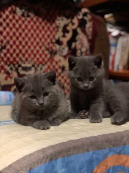 Британские котята в Москве фото 7
