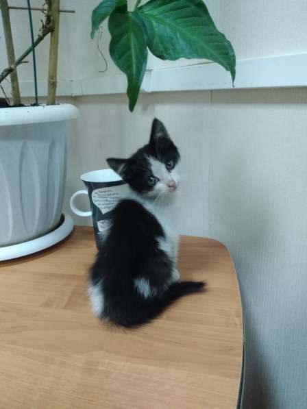 Кошечка Фифа в добрые руки в Ставрополе фото 18