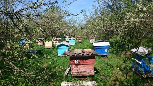 Продам пчел, ульи, мед Клинский район в Москве